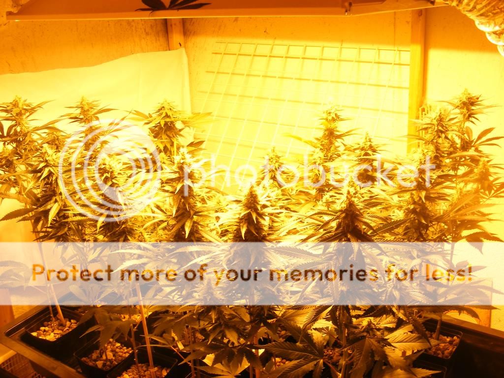 DSCF6877_zps5c066e1c.jpg