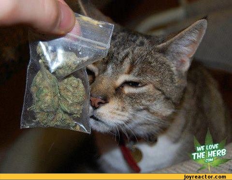 funny-pictures-stoner-humor-auto-414544.jpeg