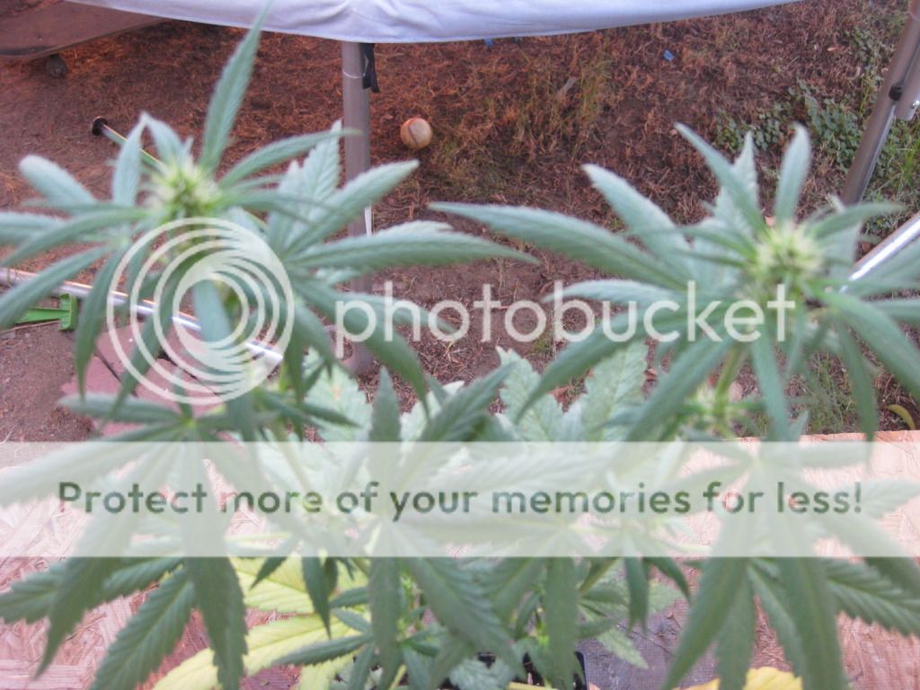 myplants005.jpg