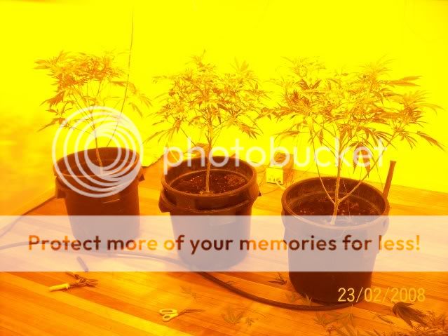 Plants065.jpg