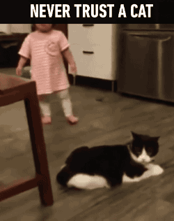 f065ba2b73021d96166d34b8ca8a9ae0.gif
