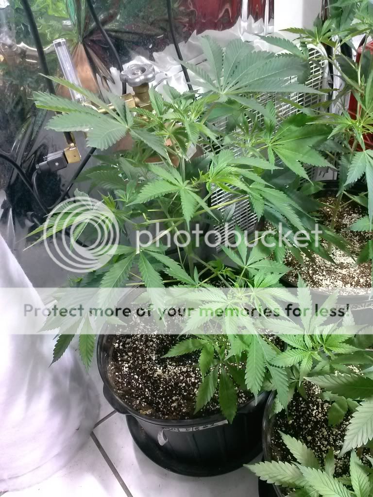 CAM00920_zpse6d1f760.jpg