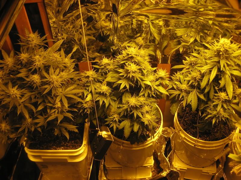 plants204.jpg