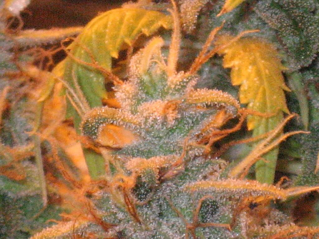 IMG_1506.jpg