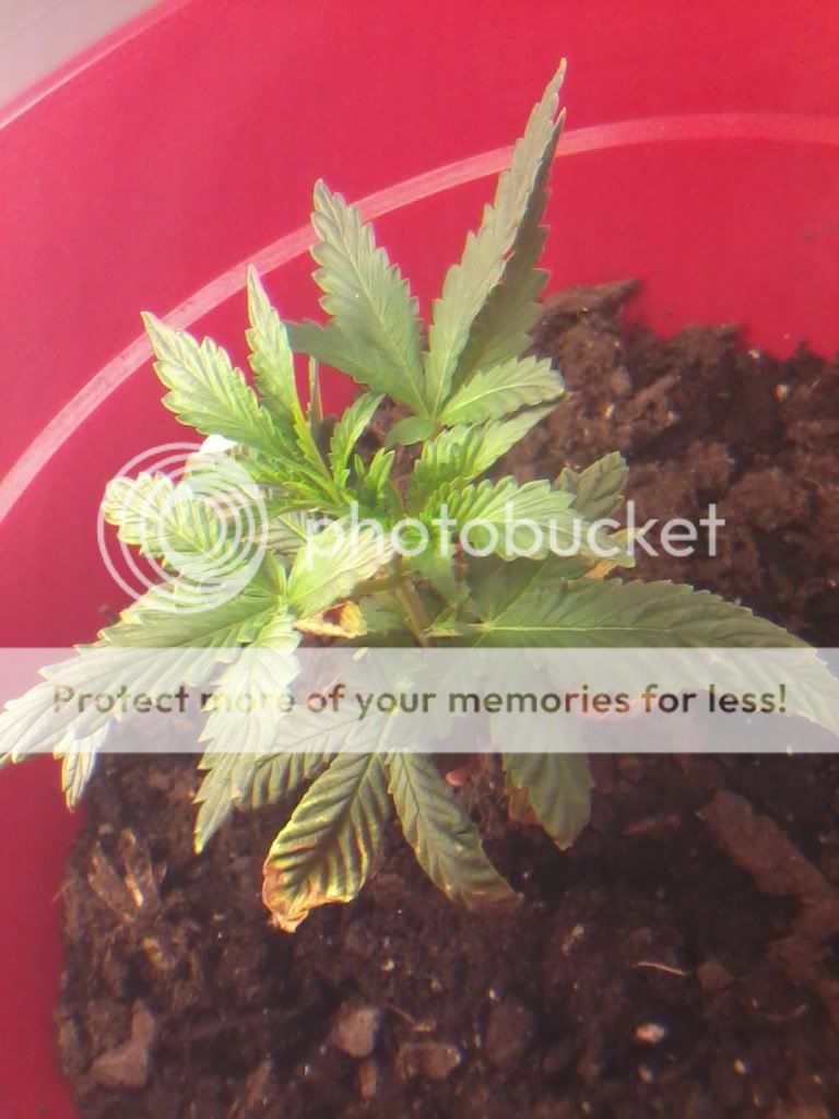 Lisaweek1flower.jpg