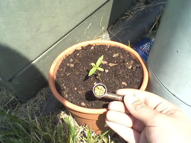 worthyseedling2.jpg