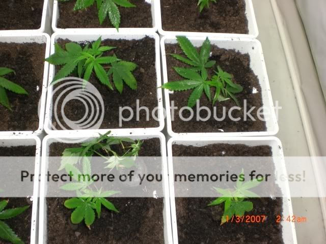plants12.jpg