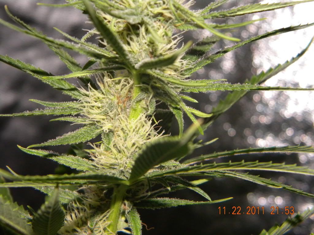DSCN3055.jpg