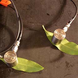 plant-communication-3.jpg
