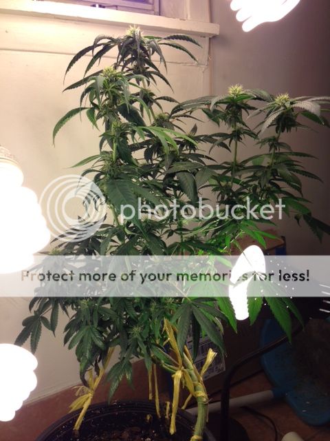 image_52_zpsec6a3a68.jpeg