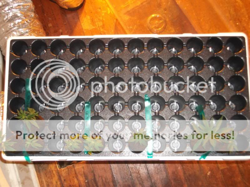 DSCF5009.jpg