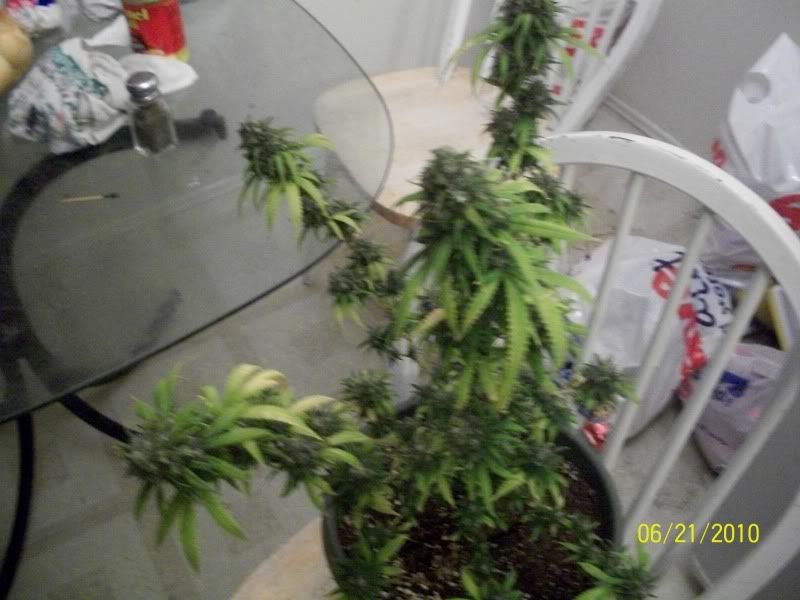 100_1294.jpg