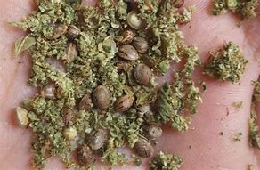 Image result for Weed Seeds