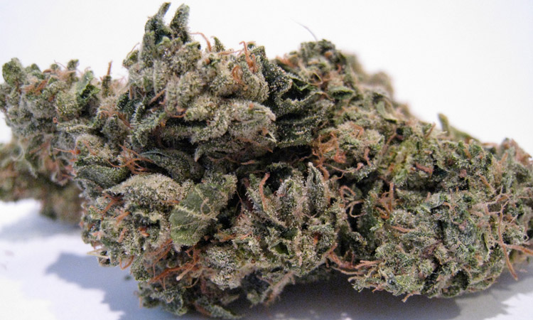 organic_headband_august.jpg