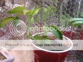 sprout006.jpg