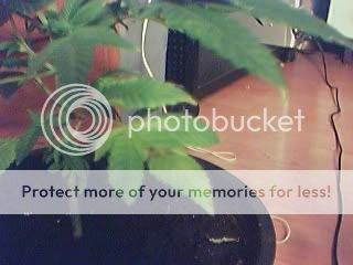 plantprpoblems.jpg
