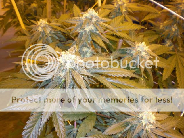 pineapple2_zps78ceec43.jpg