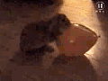 1g60115493.gif