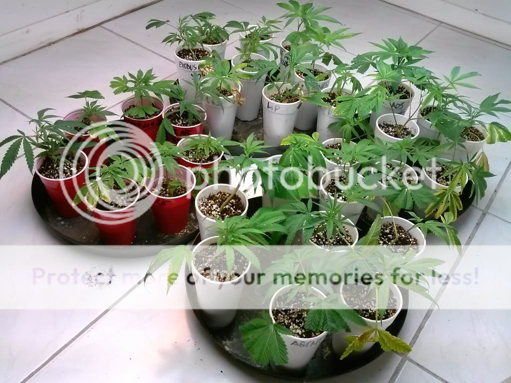CAM00323_zps43dc6aa0.jpg