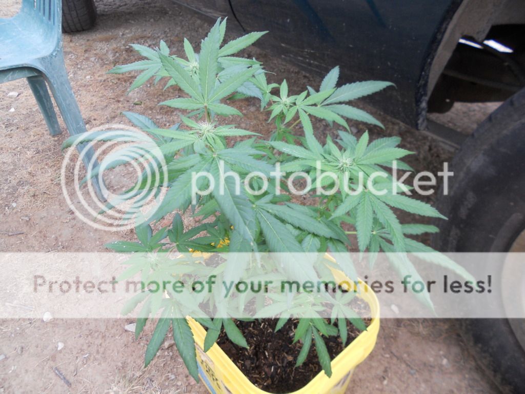 DSCN4954.jpg