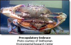 precopulatory.jpg