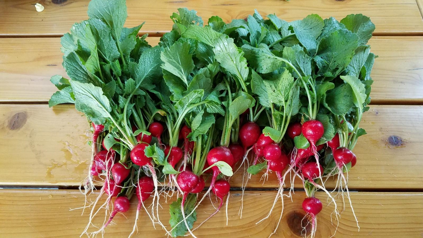radish1.jpg