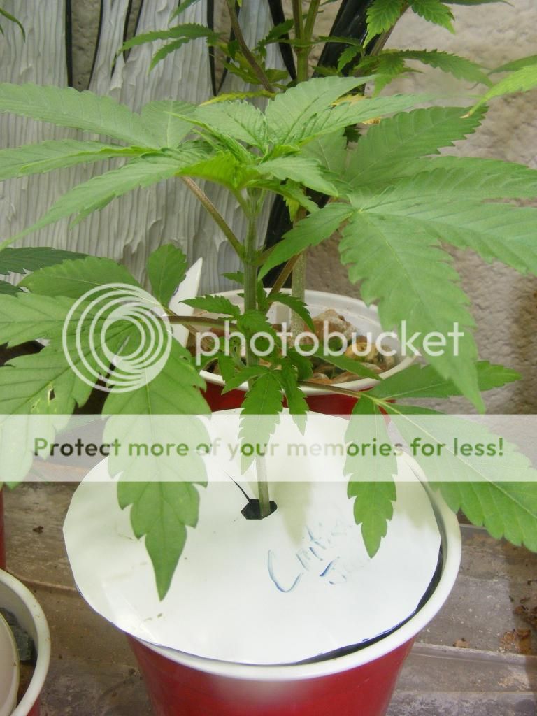DSCF6900_zpsb10fa0c1.jpg