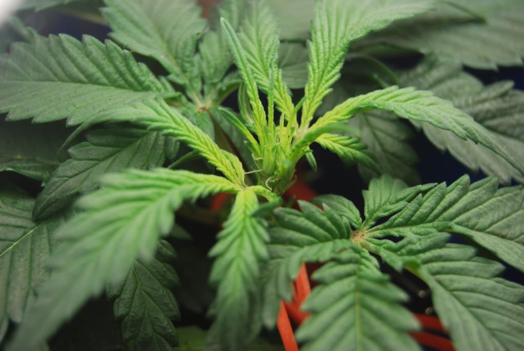 weed35004.jpg