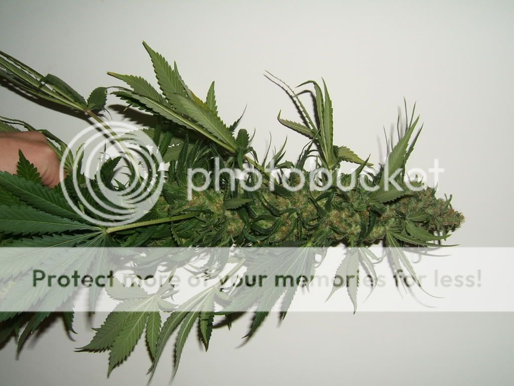 DSCF2983.jpg