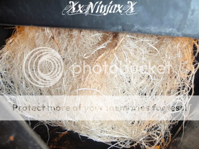 SLHRoots-18thJuly2010.jpg