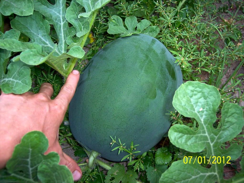 100_1852.jpg