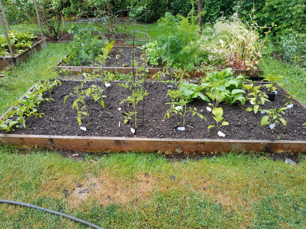 5242021tomatoes.jpg