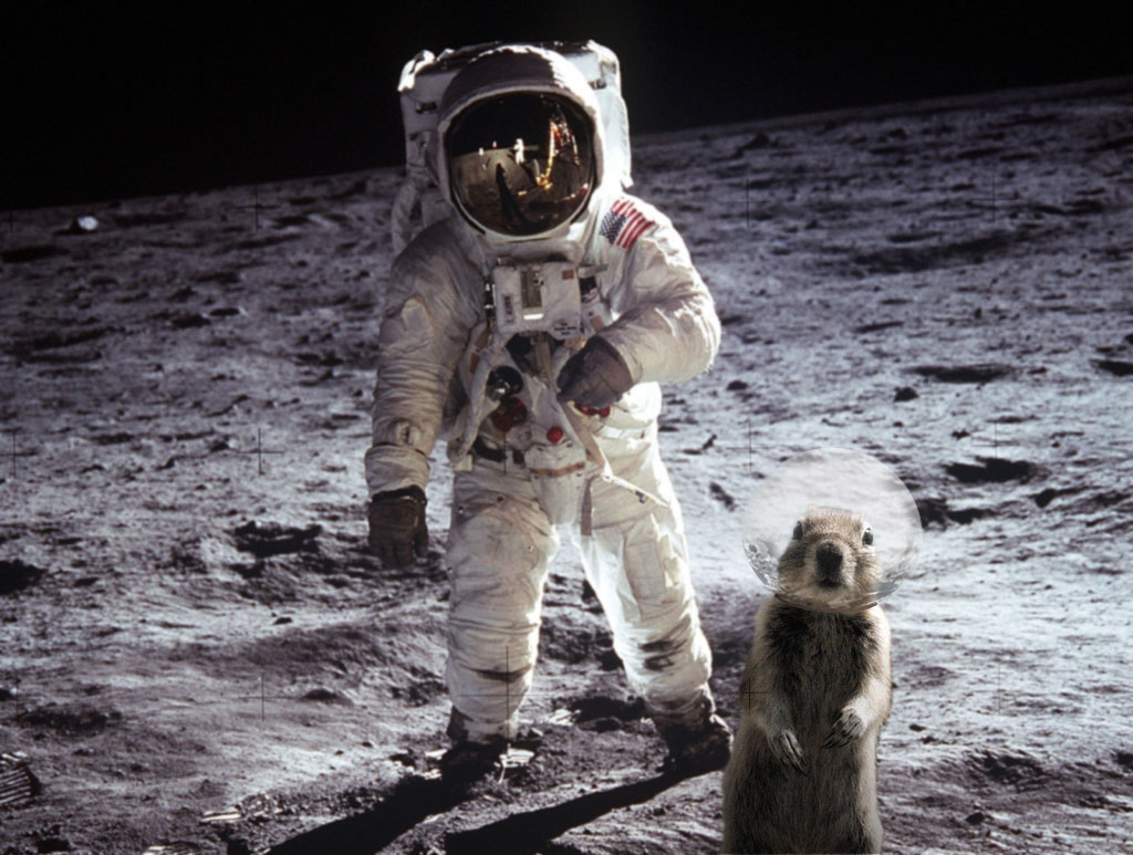 buzz_squirrel2.jpg