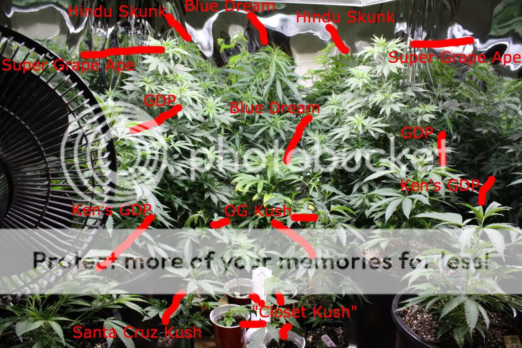 GrowLabel.jpg