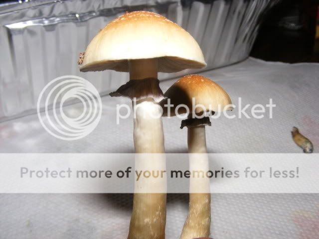 projects066.jpg