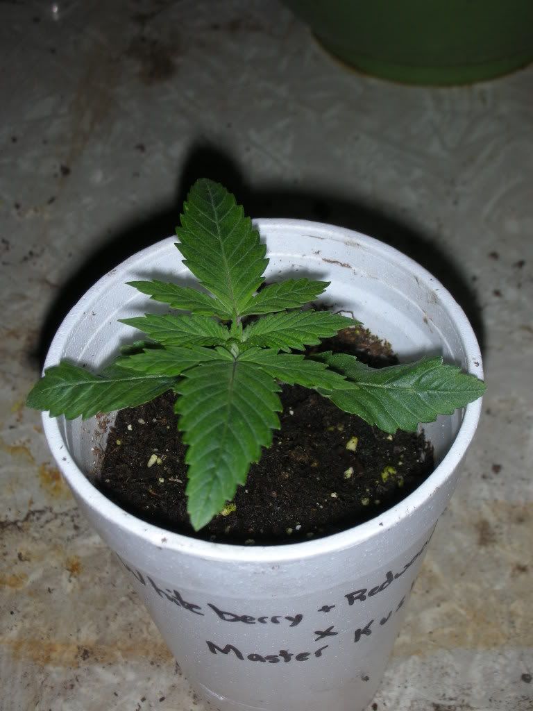 DSCN3205.jpg