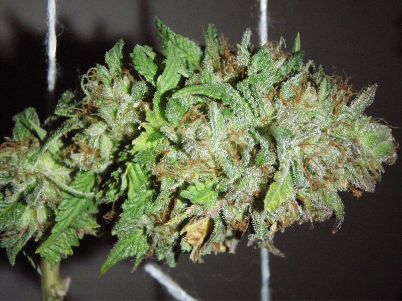 syntheticnug-1.jpg