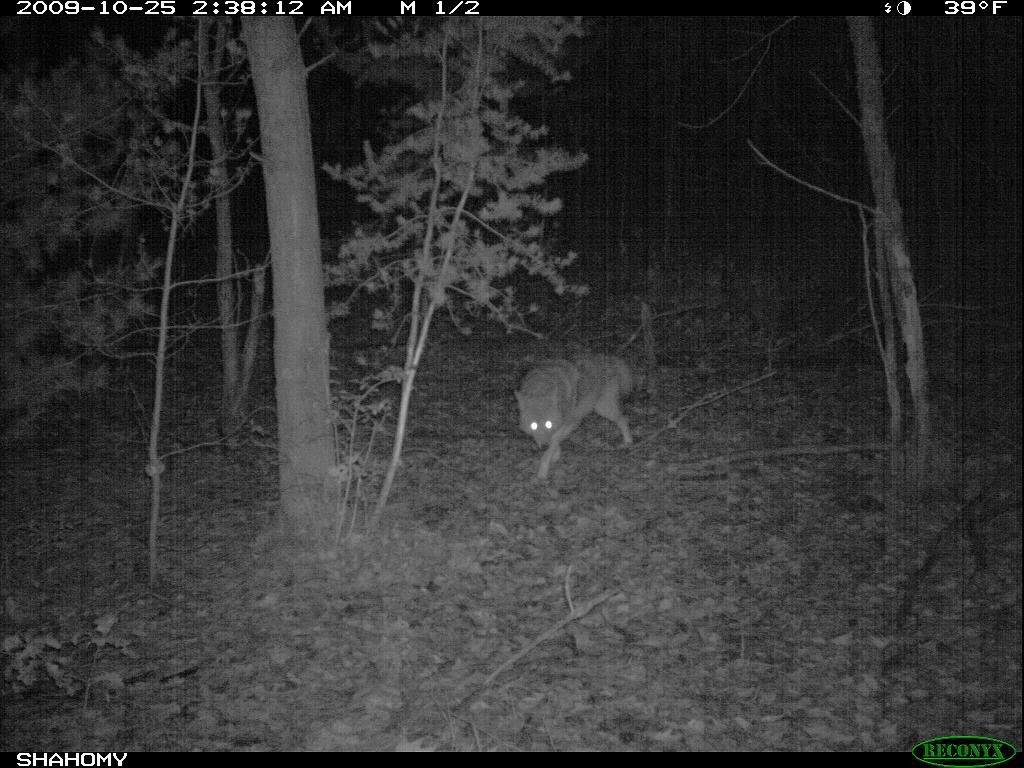 coyote2.jpg