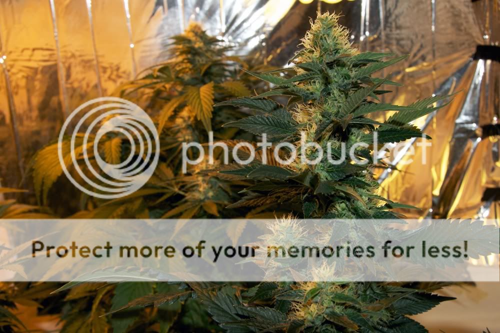 KUSHNOFLASH.jpg