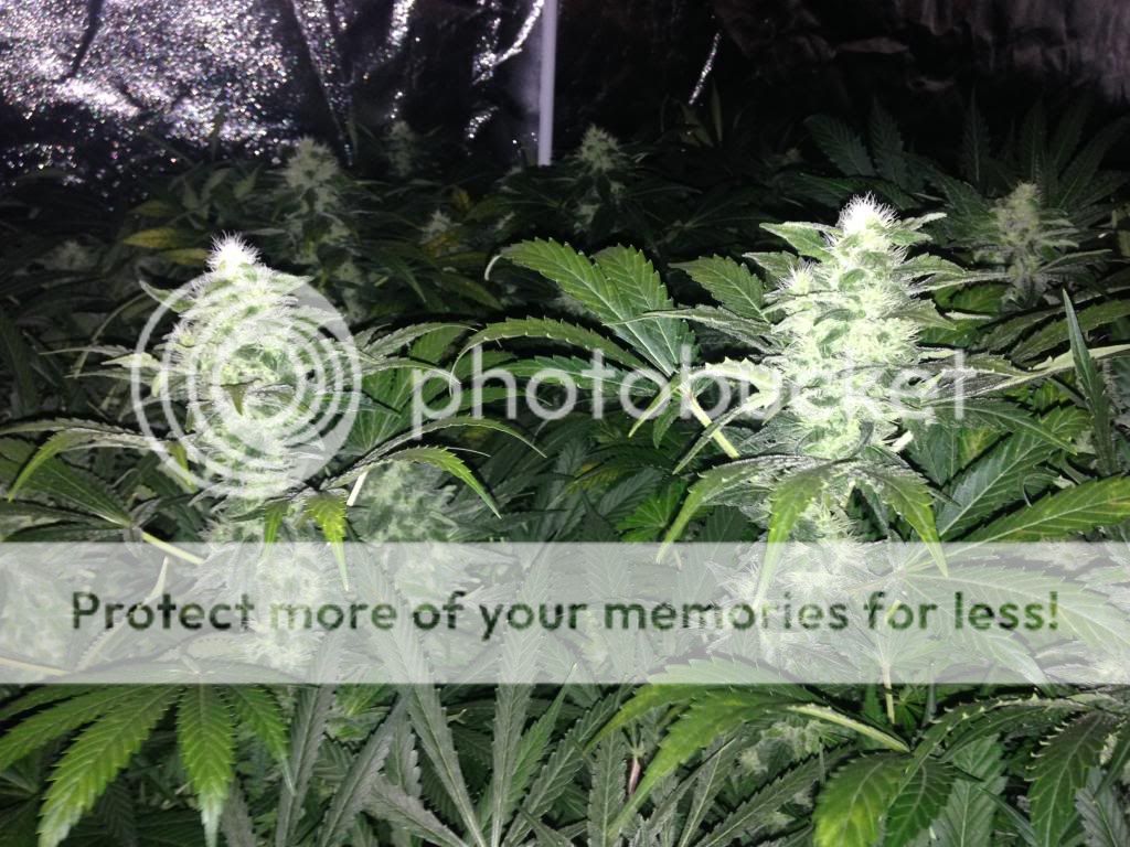 IMG_0502_zps77dee2c3.jpg