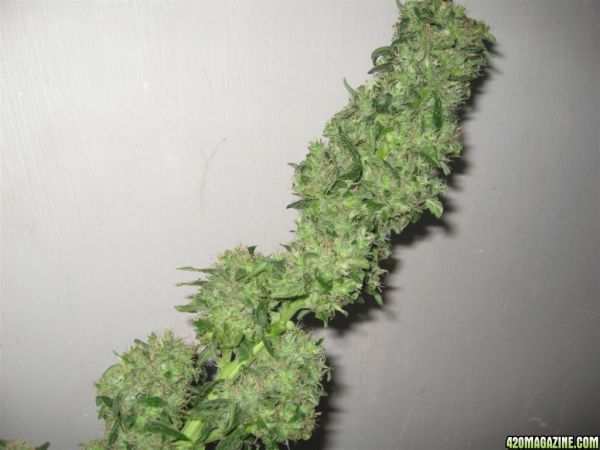 CC1_Harvest_oct25_21_.jpg