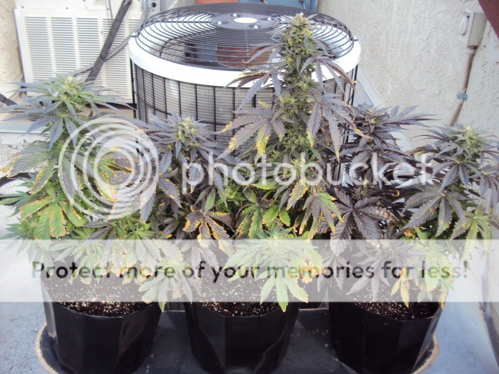 pot055.jpg