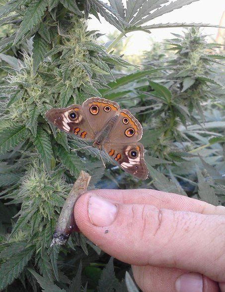 acid_picdump_63.jpg