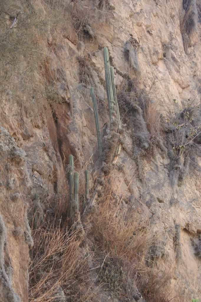 CactusPeru004.jpg