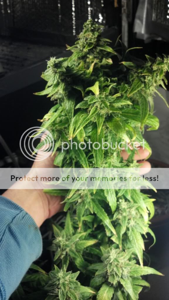 2013-04-25_08-03-39_723_zps1a3b2fe0.jpg