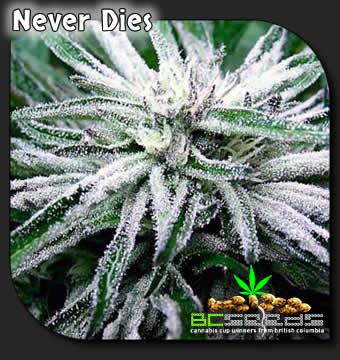 www.bcseeds.com