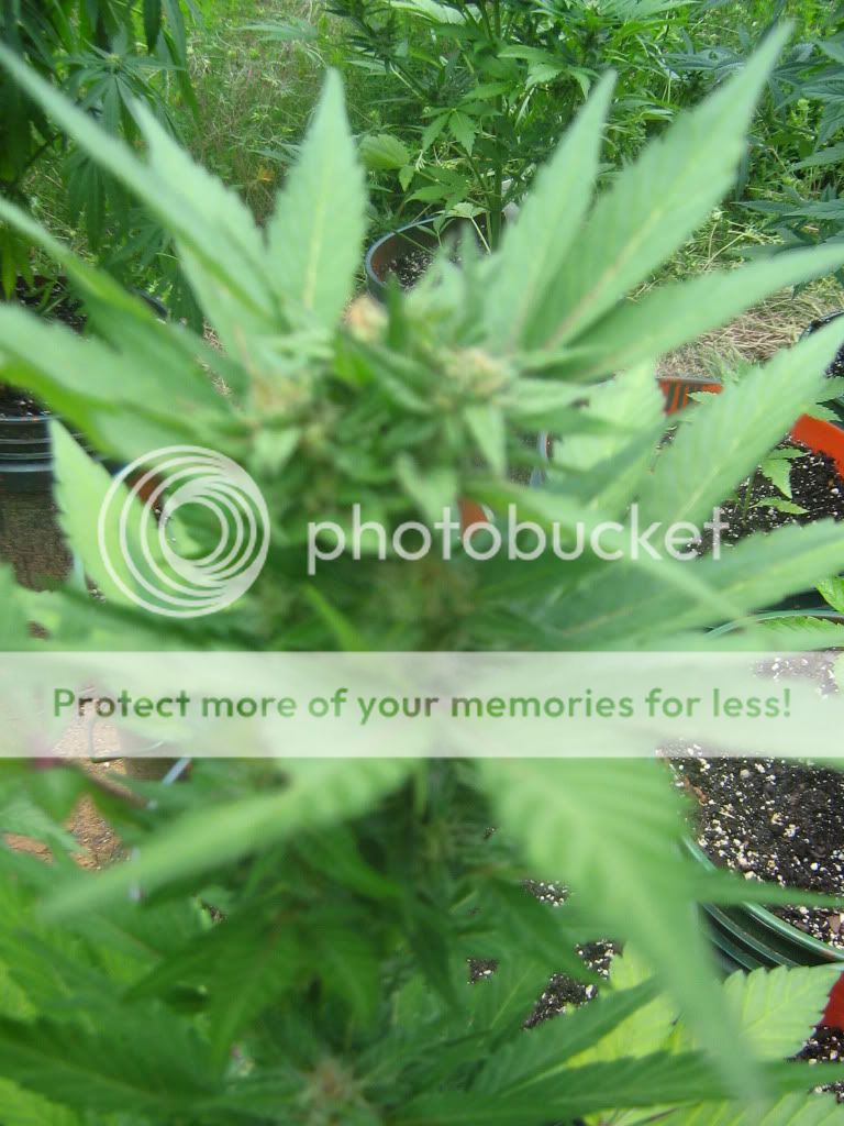 AutoBlueberry8.jpg