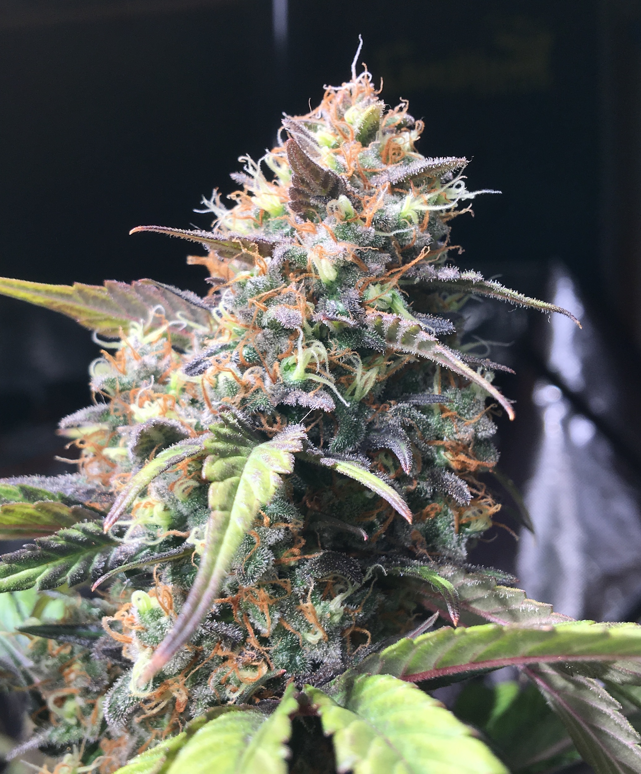 oregongreenseed.com
