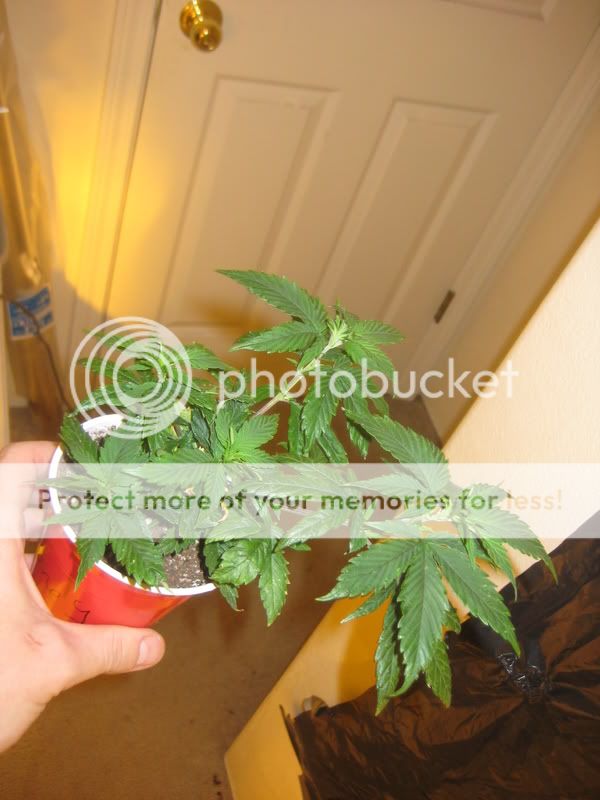 plants225.jpg