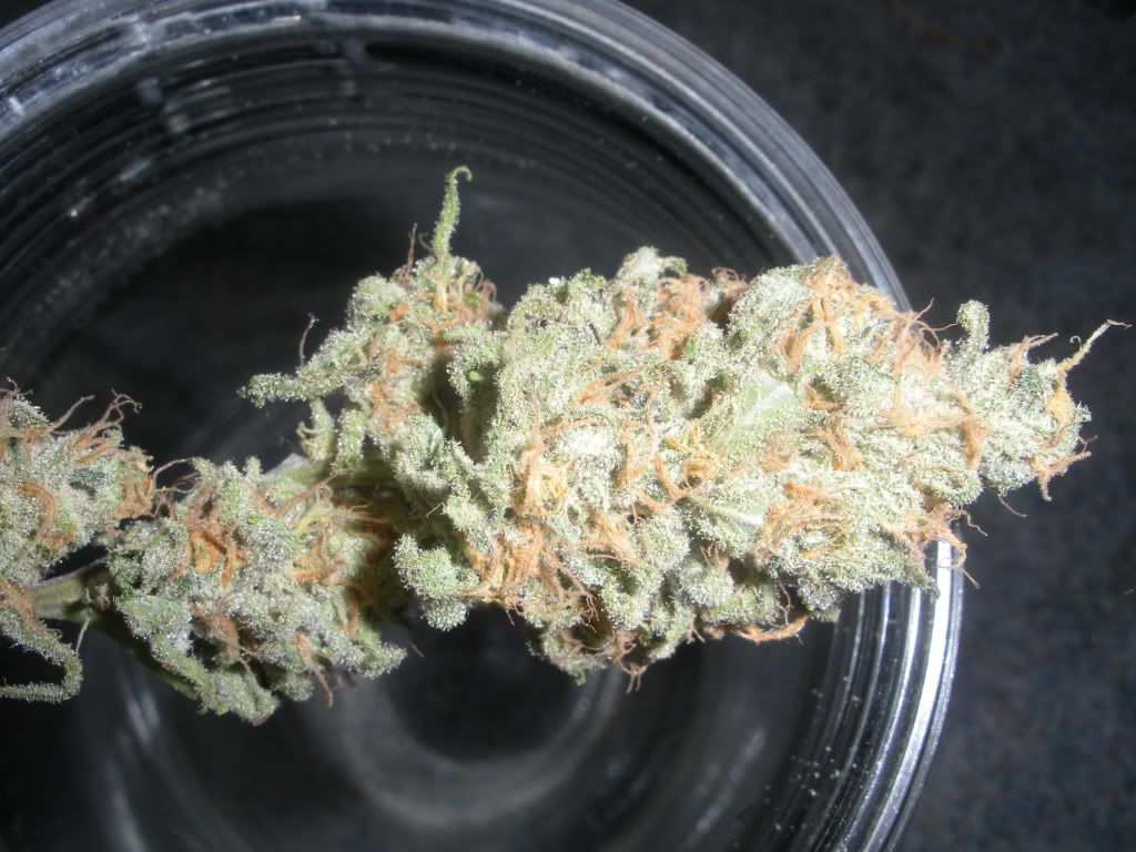 DSCN1533.jpg